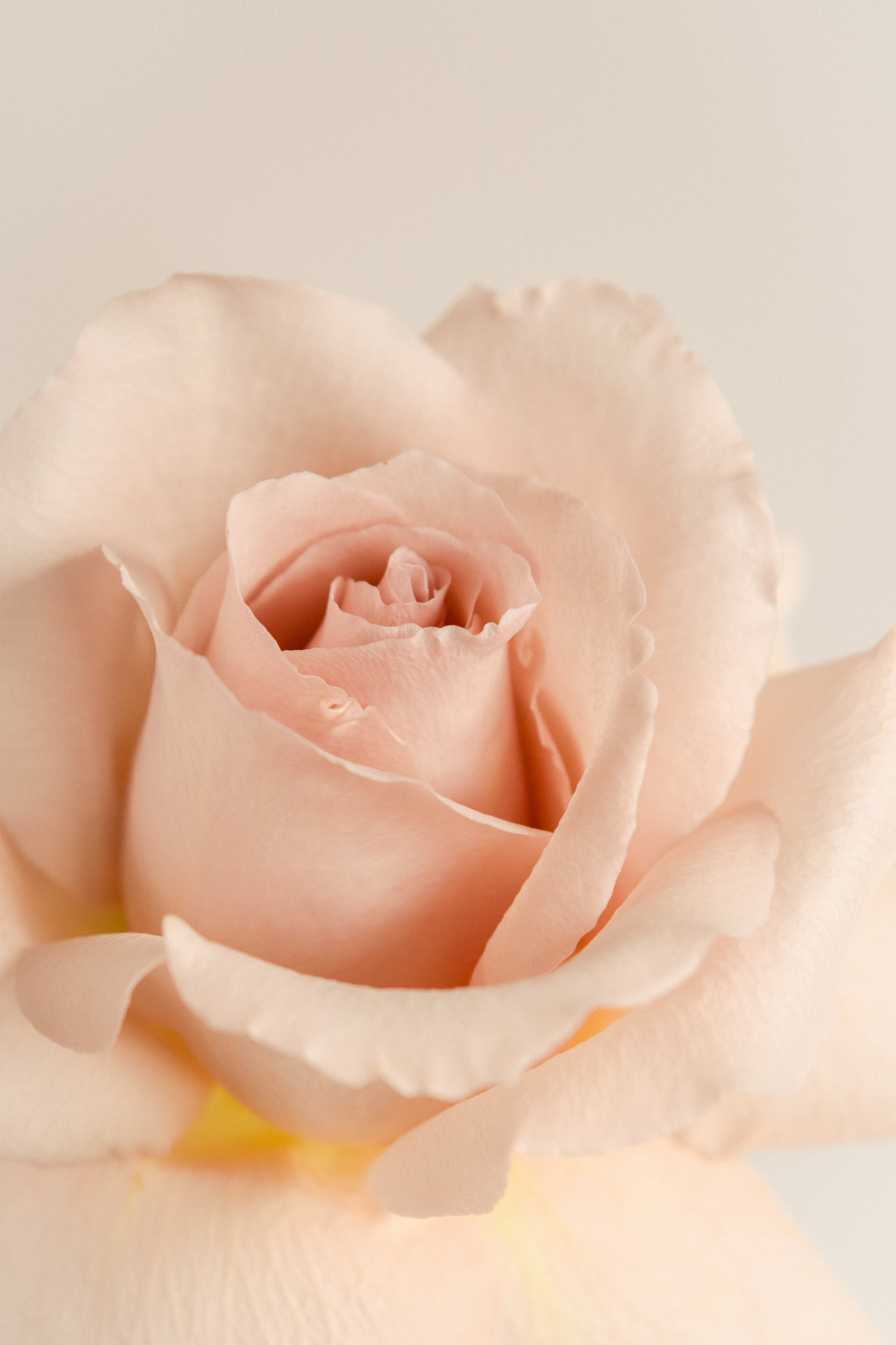 Close-up of a soft pink rose with a blurred background